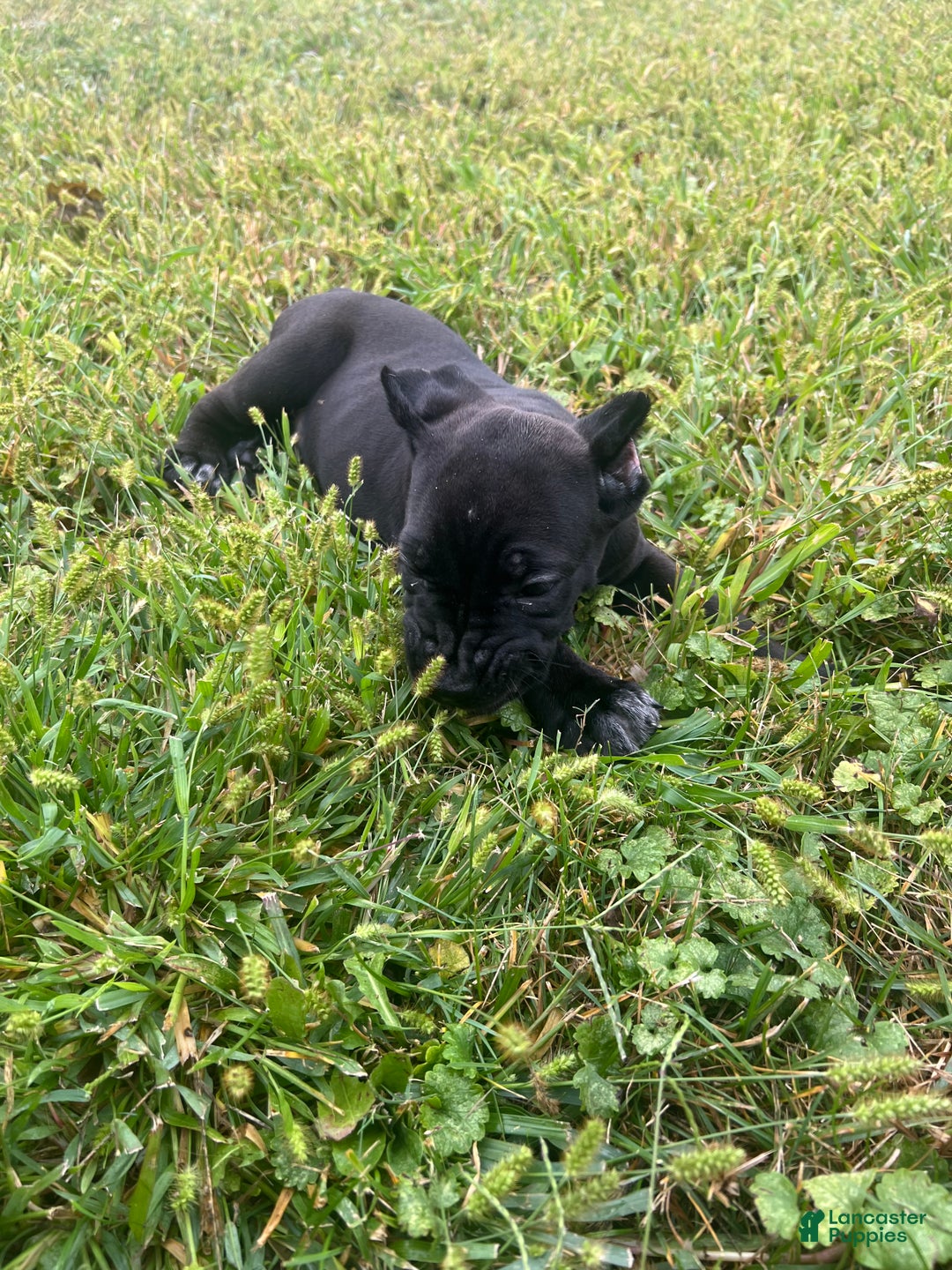 Cane Corso dogs for sale: Vanilla  - Ad 10