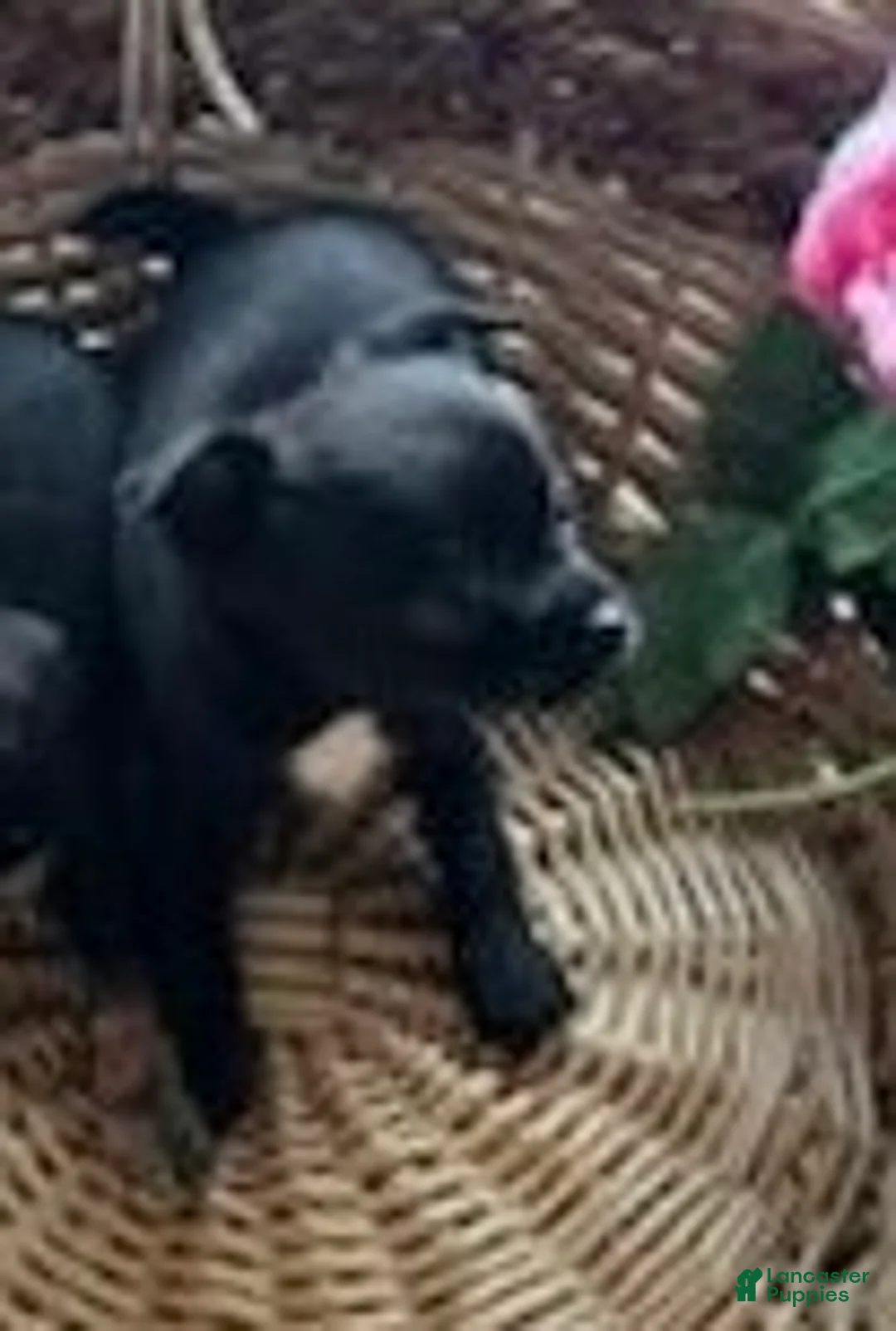 Chihuahua dogs for sale: Bo - Ad 1