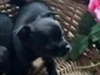 Chihuahua dogs Bo - Ad 34