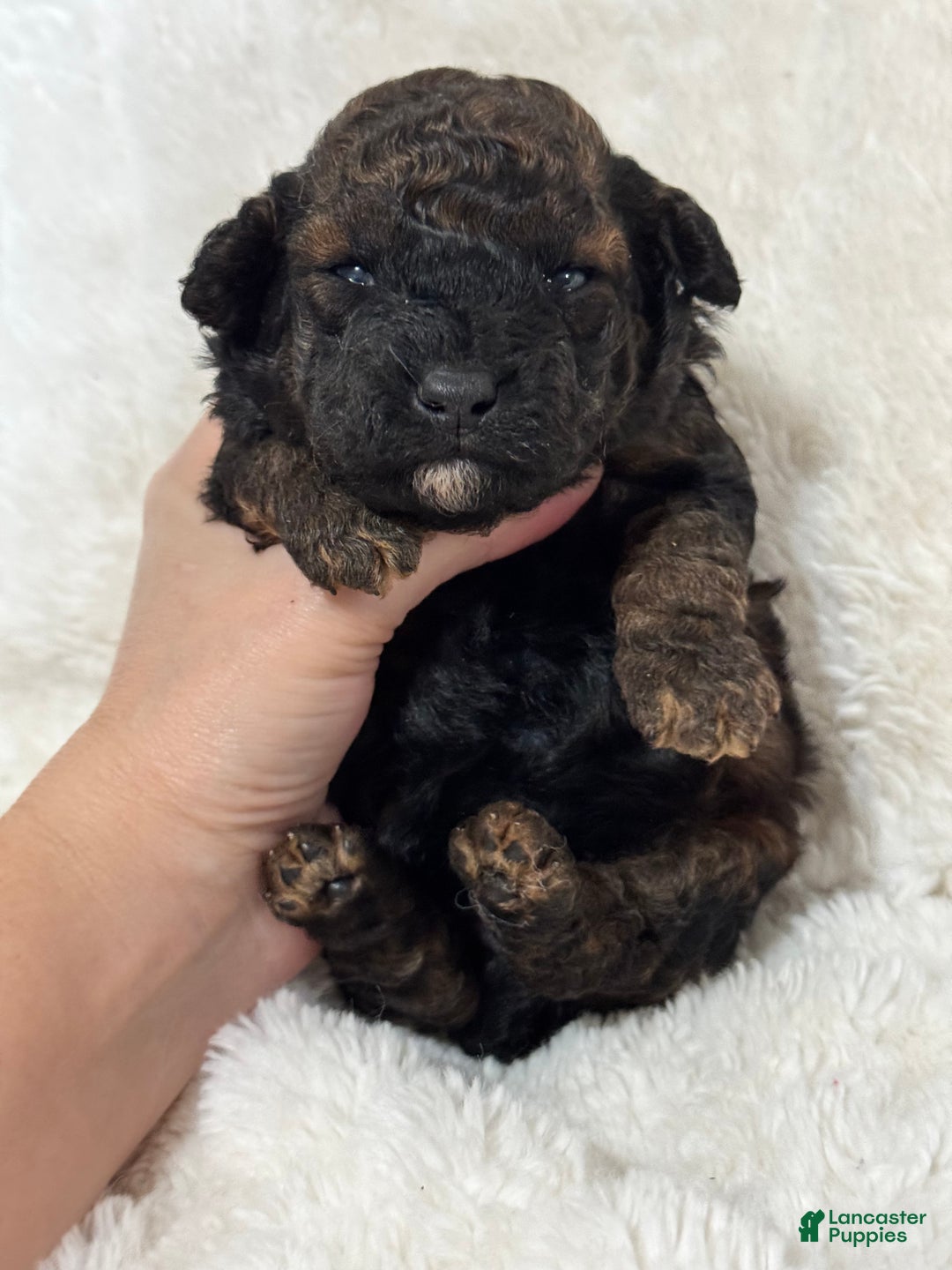 Cavapoo dogs for sale: Dozer - Ad 1