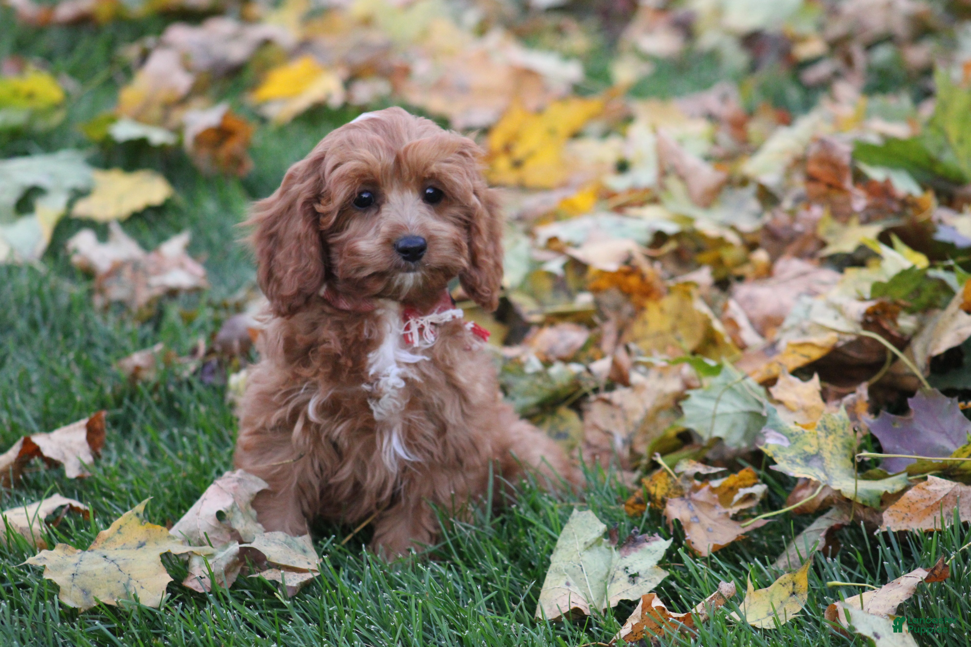 Cavapoo dogs for sale: Benni - Ad 2