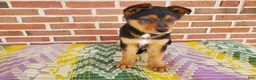 Mixed Breed dogs for sale: Bear - Ad 5
