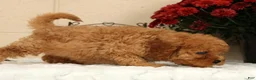 Cavapoo dogs for sale: Avery - Ad 4