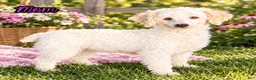 Cavapoo dogs for sale: Fifi Female Cavapoo - Ad 9