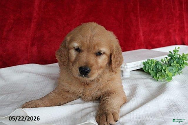 Golden Retriever dogs Rita - Ad 2