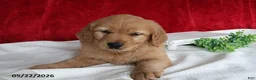 Golden Retriever dogs for sale: Rita - Ad 2