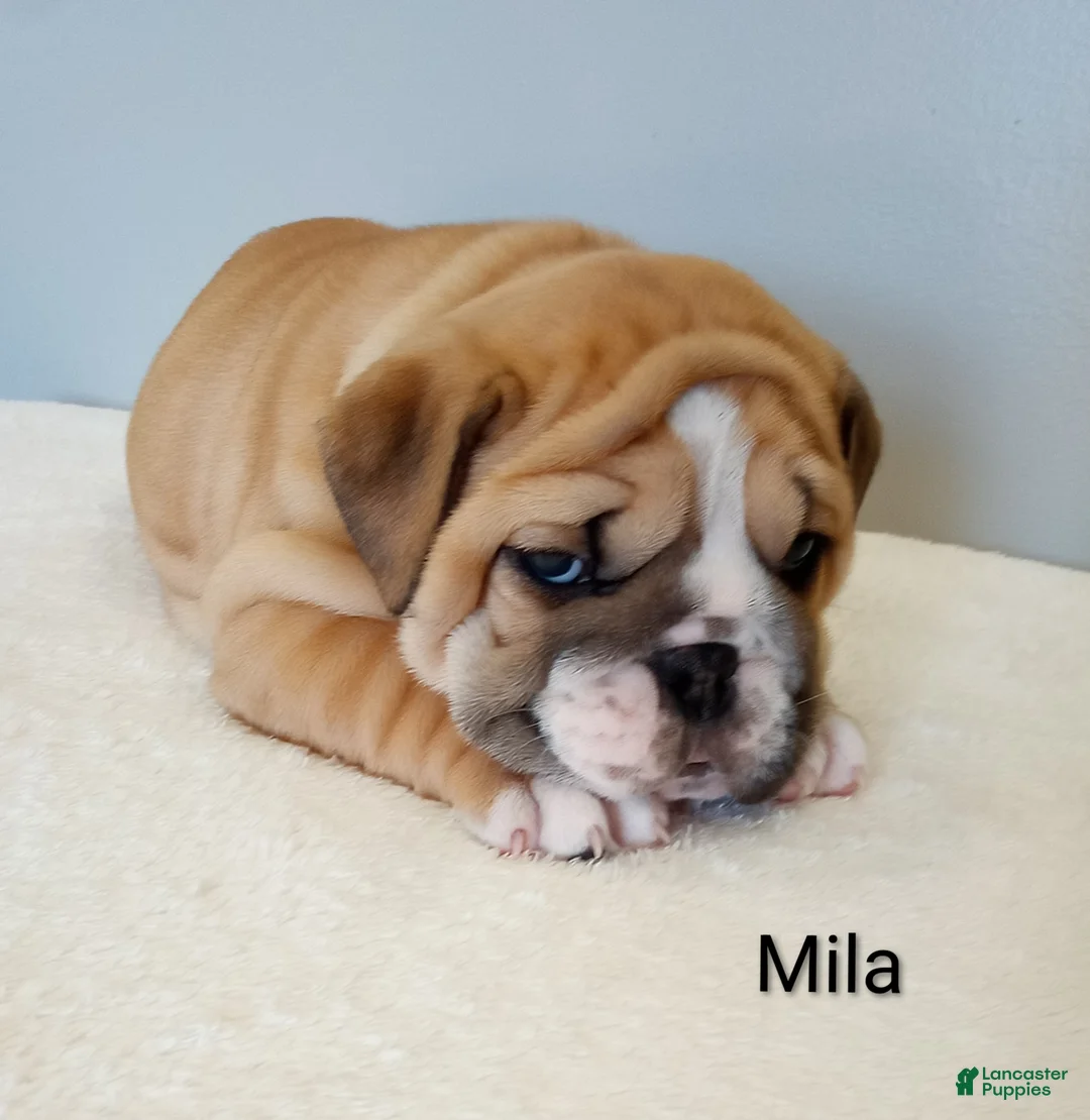 English Bulldog dogs for sale: Mila - Ad 5