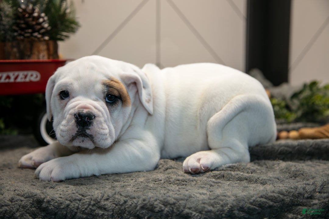 Mixed Breed dogs for sale: Sven - Ad 3