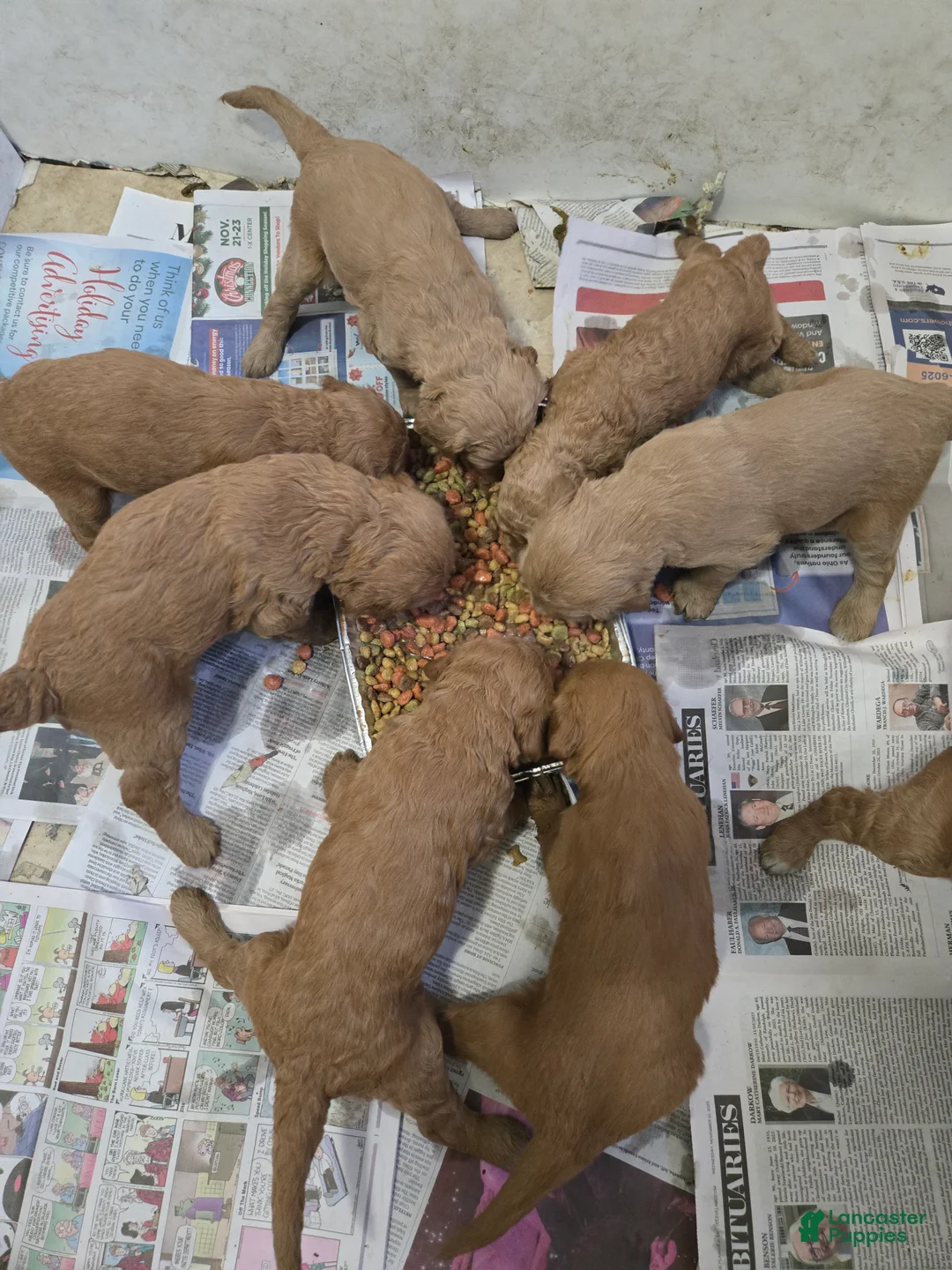 Goldendoodle dogs for sale: Goldendoodle Puppy 2 - Ad 1