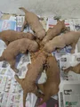 Goldendoodle Puppy 2