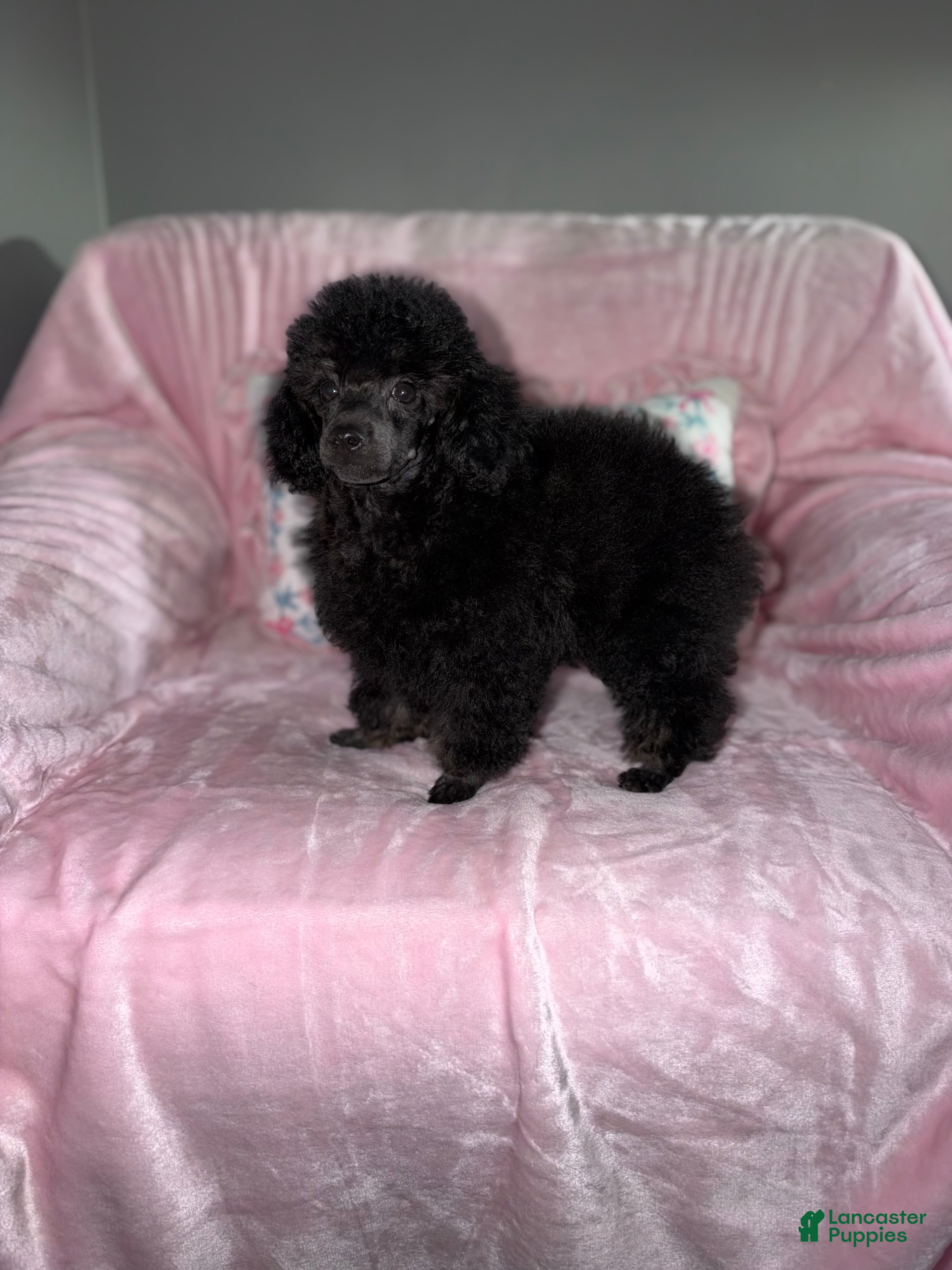 Toy Poodle dogs for sale: Gigi - Ad 2