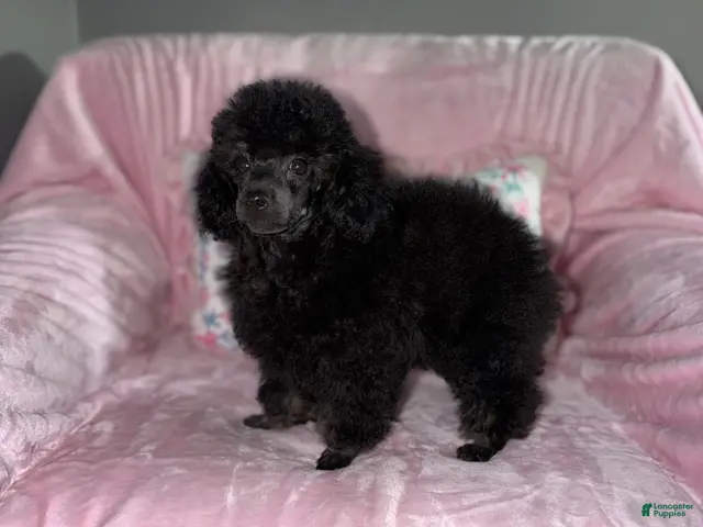 Toy Poodle dogs for sale: Gigi - Ad 2