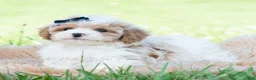 Maltipoo dogs for sale: Dax - Ad 4