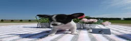 Chihuahua dogs for sale: Chihuahua 4 Score - Ad 4