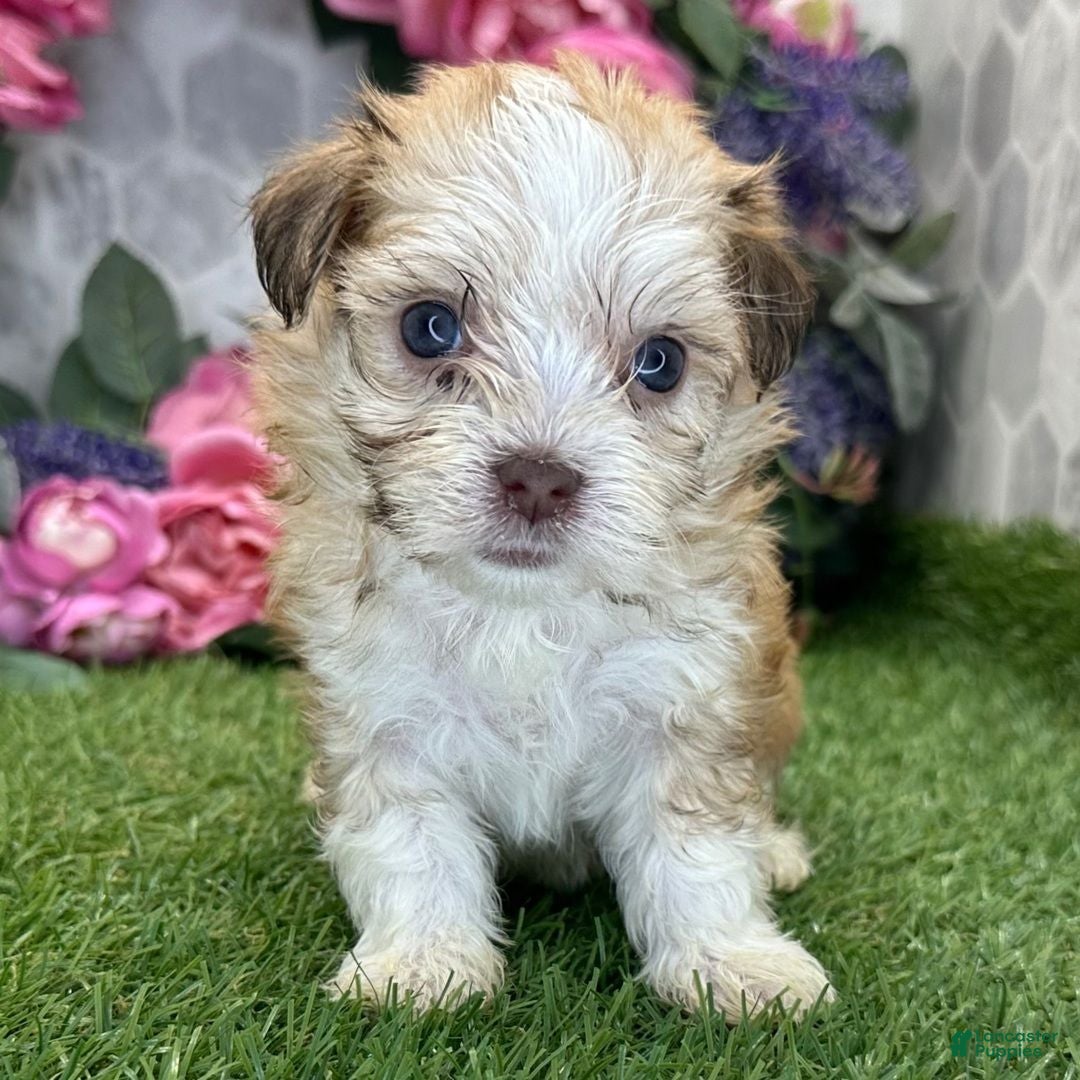 Havanese dogs for sale: Havanese 1 - Ad 2