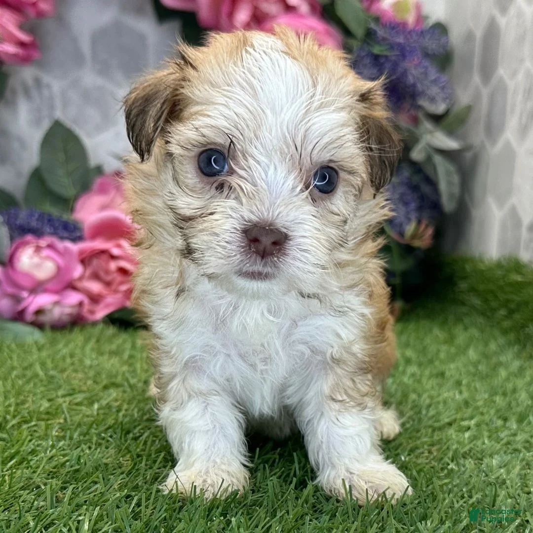 Havanese dogs for sale: Havanese 1 - Ad 1