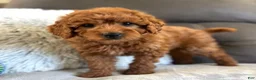 Mini Goldendoodle dogs for sale: Remy (Micro Mini Boy) - Ad 4
