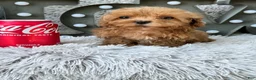Cavapoo dogs for sale: Apple - Ad 4