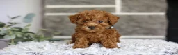 Toy Poodle dogs for sale: Quince - Ad 4