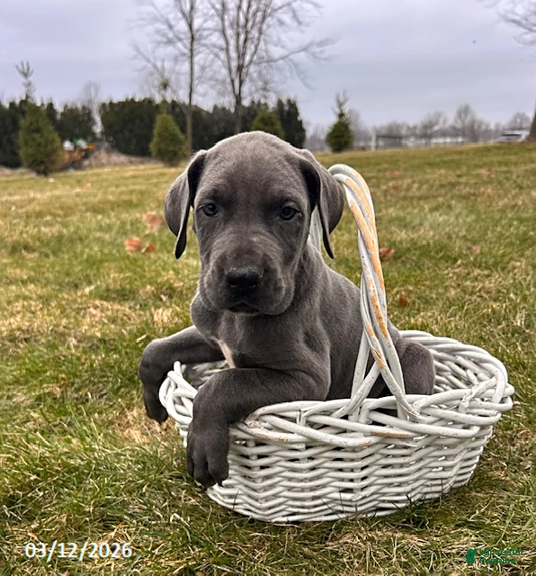 Great Dane dogs for sale: Tilly - Ad 1