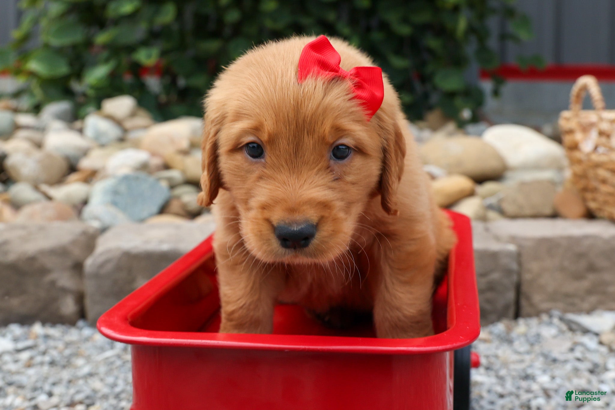Golden Retriever dogs Quinton💙 - Ad 1
