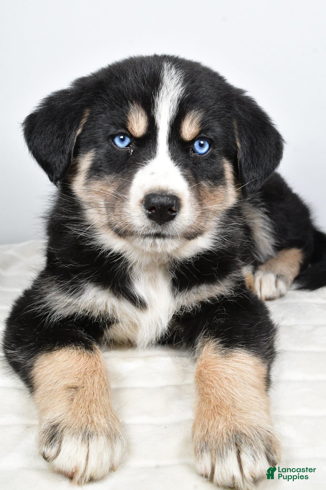 Mixed Breed dogs for sale: Piper - Ad 4