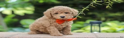 Maltipoo dogs for sale: Marley - Ad 3
