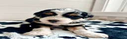 Bernedoodle dogs for sale: Rooster - Ad 3