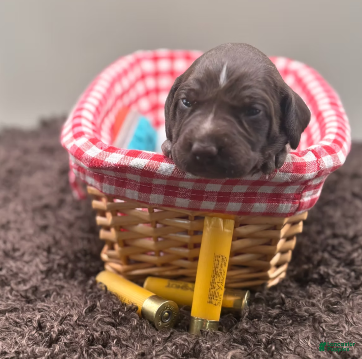 German Shorthaired Pointer dogs for sale: Remington - Ad 2
