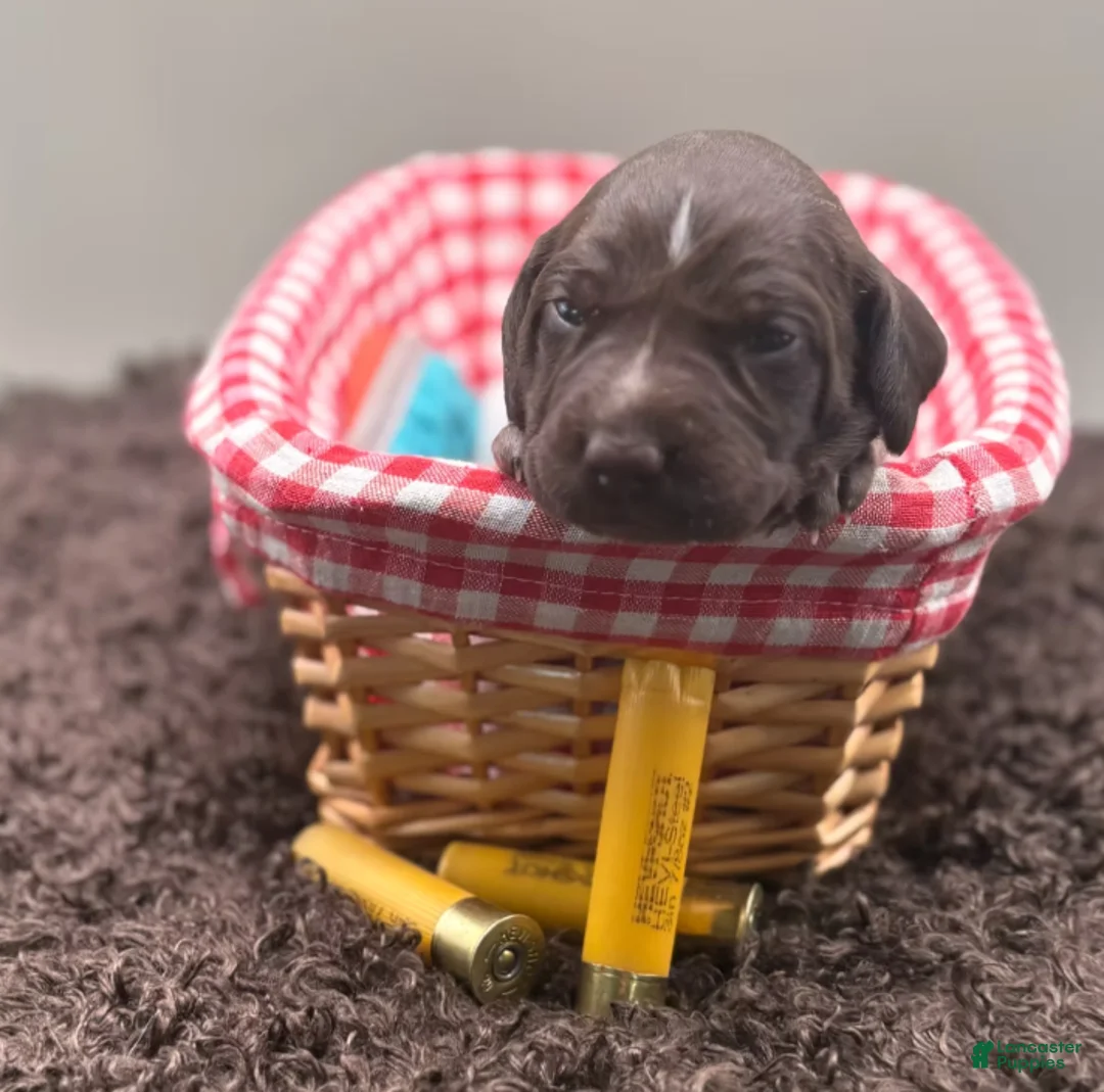 German Shorthaired Pointer dogs for sale: Remington - Ad 1