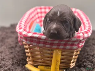 German Shorthaired Pointer dogs for sale: Remington - Ad 2