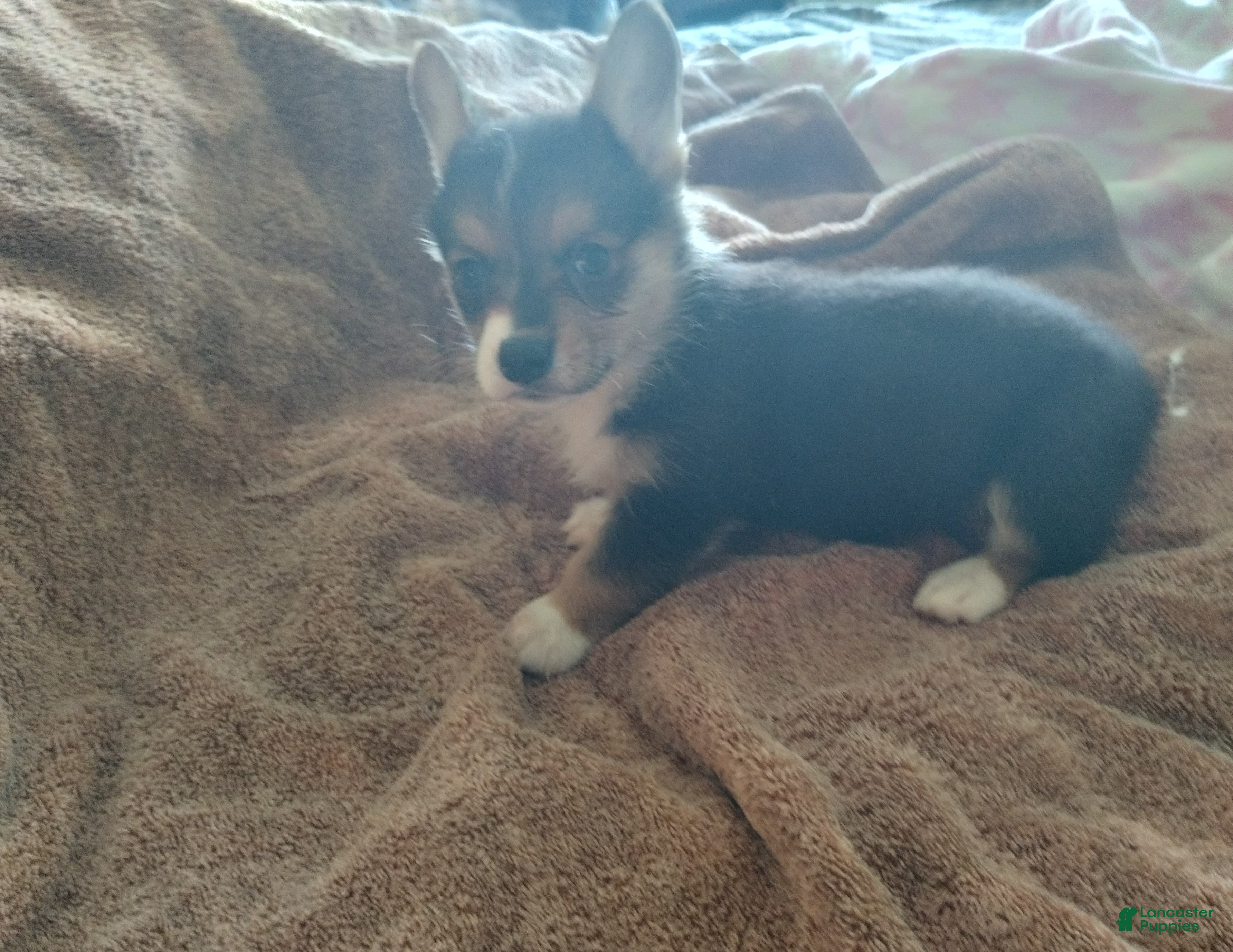 Welsh Corgi Pembroke dogs Welsh Corgi Pembroke Puppy 1 - Ad 1