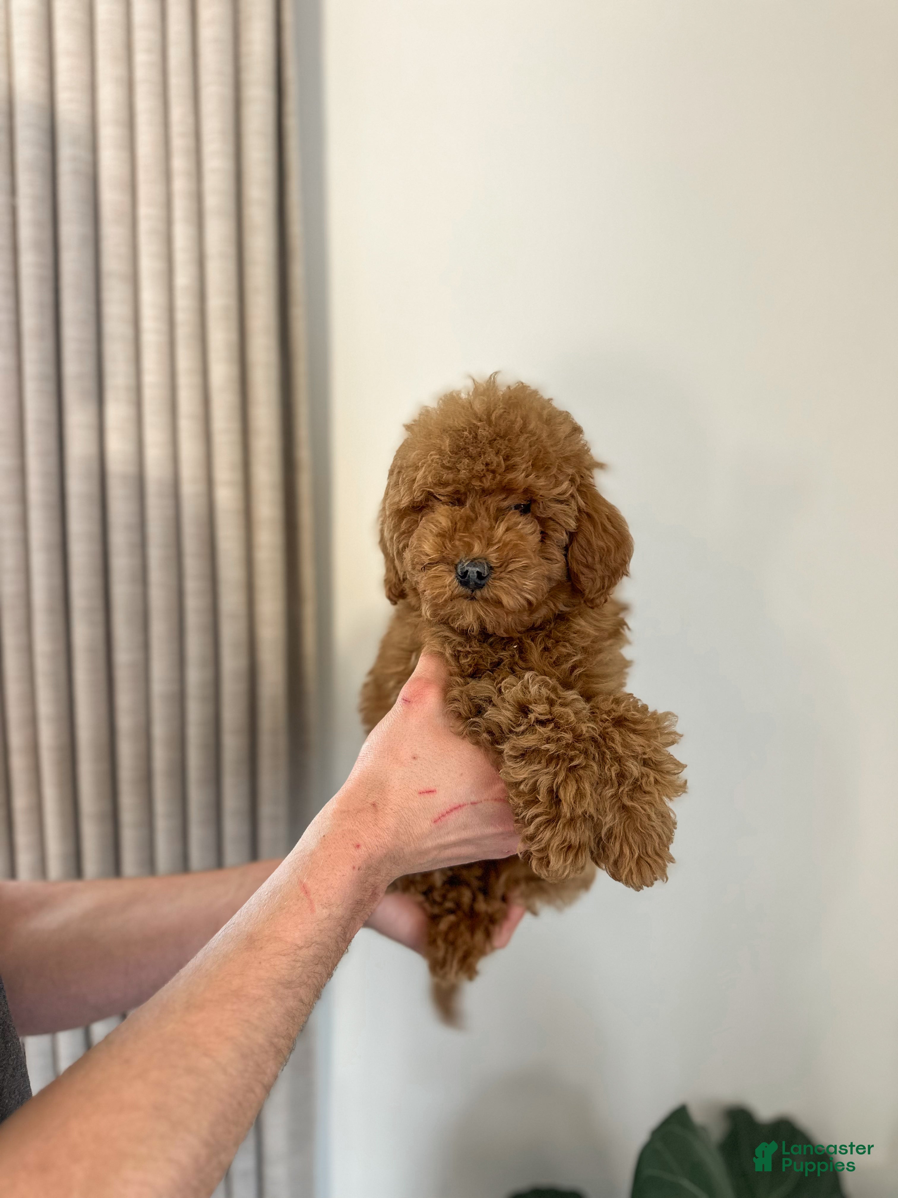 Mini Goldendoodle dogs Kai - Ad 1
