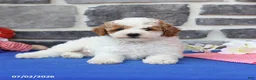 Cavapoo dogs for sale: Raymon - Ad 4