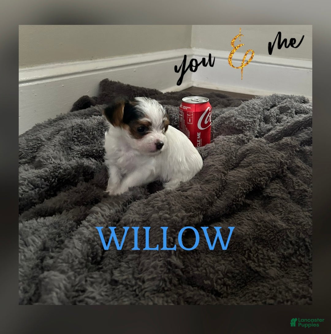 Yorkiepoo dogs for sale: TOY Size Willow - Ad 12