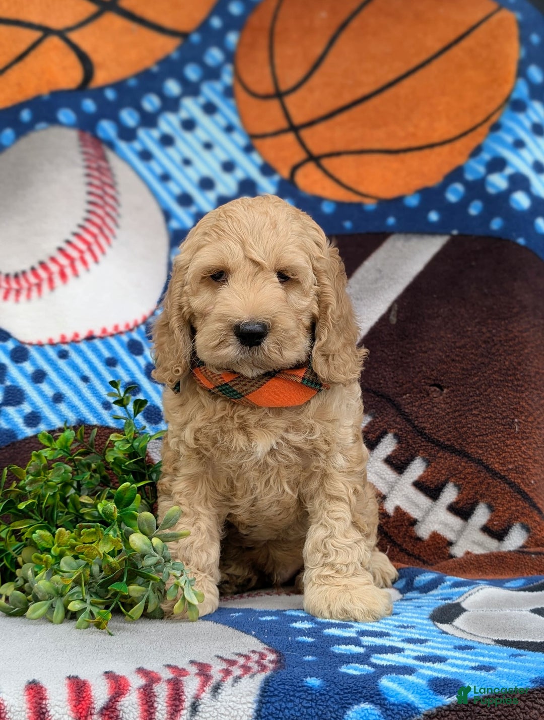 Cockapoo dogs for sale: Leon - Ad 7