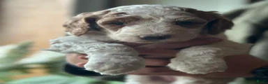 Standard Poodle Puppy 8