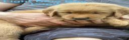 Golden Retriever dogs for sale: Light Blue Boy - Ad 2