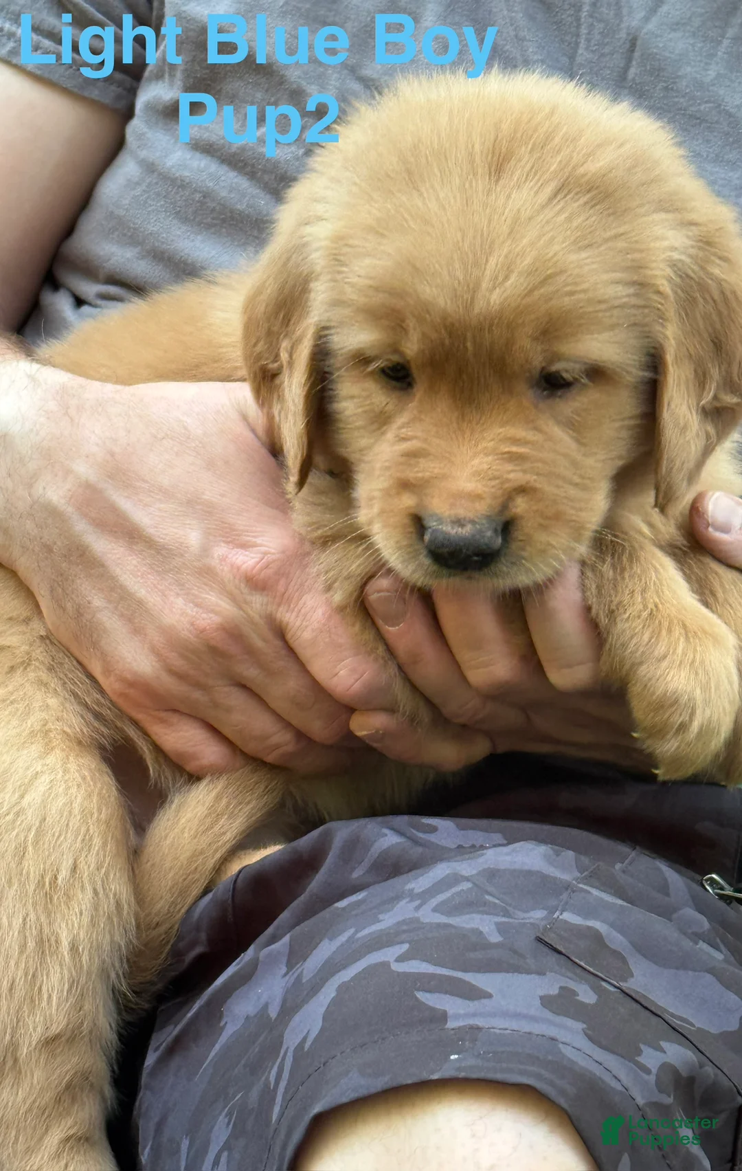 Golden Retriever dogs for sale: Light Blue Boy - Ad 2