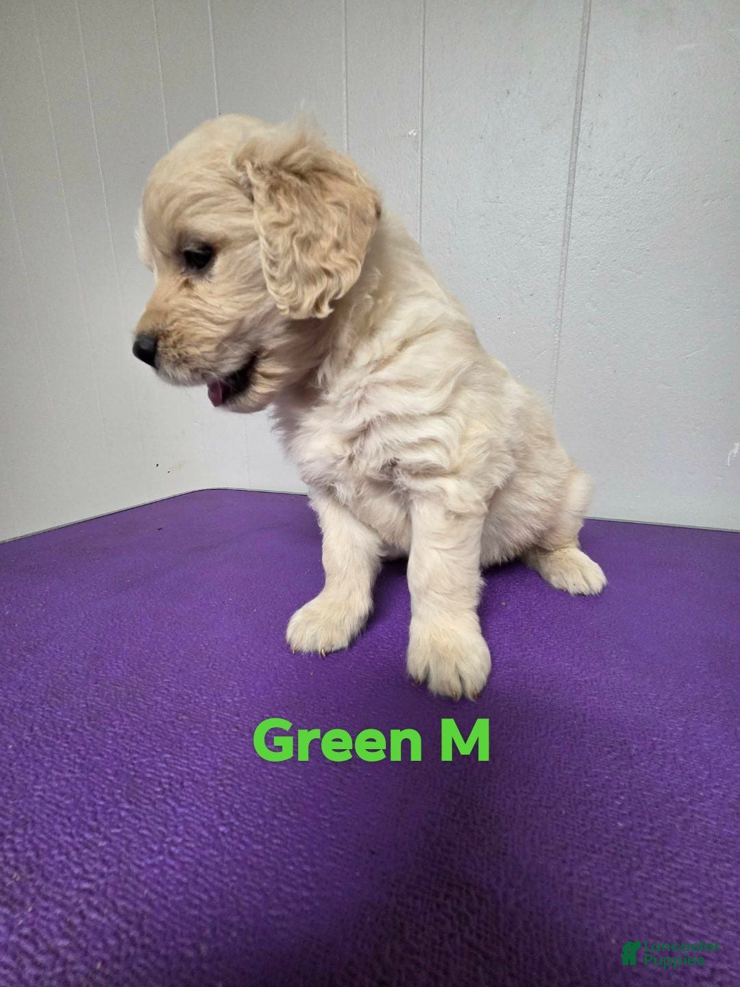 Goldendoodle dogs Goldendoodle 2 - Ad 35