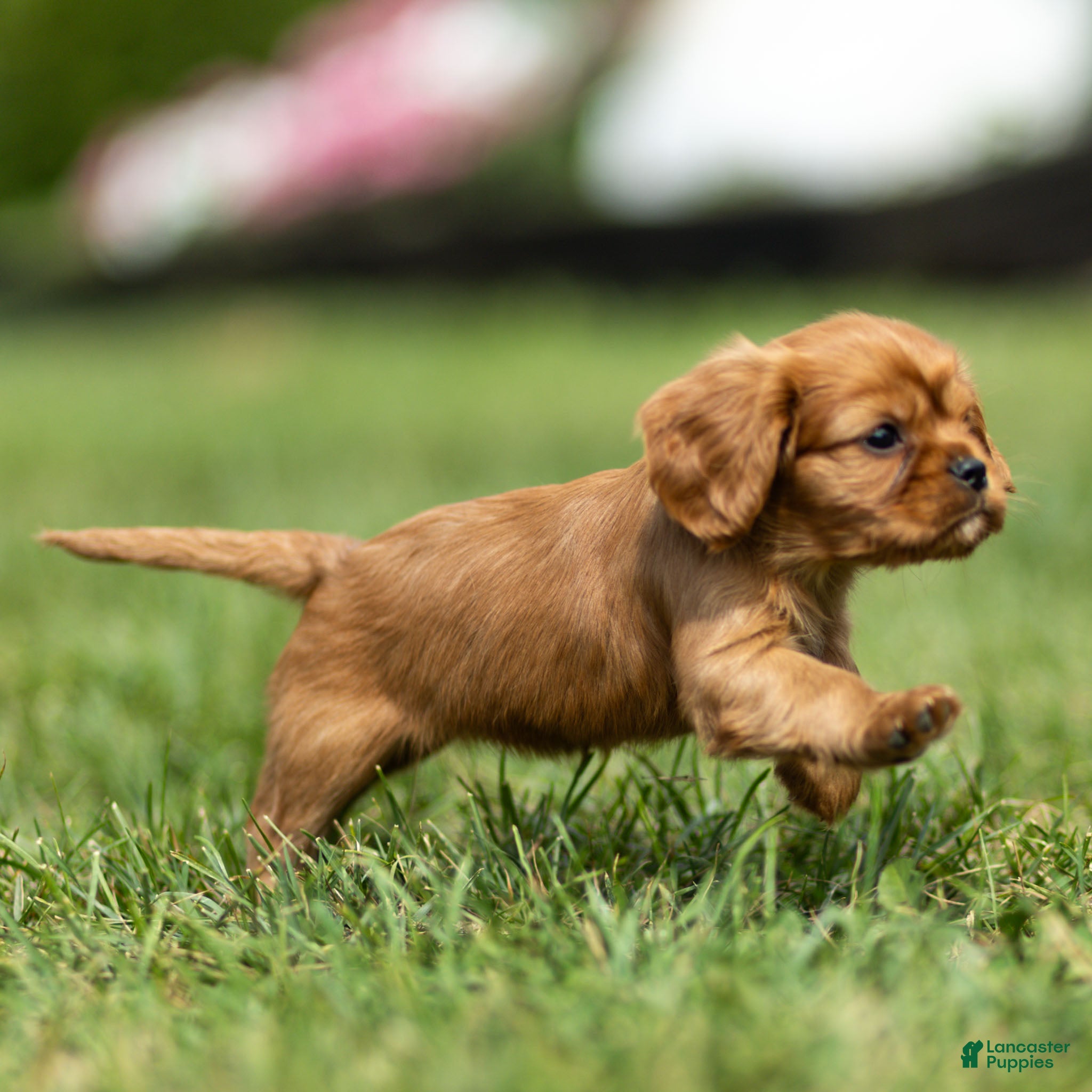 Cavalier King Charles Spaniel dogs Hazel Cavalier King Charles Spaniel  - Ad 2