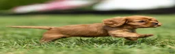 Cavalier King Charles Spaniel dogs for sale: Hazel Cavalier King Charles Spaniel  - Ad 6