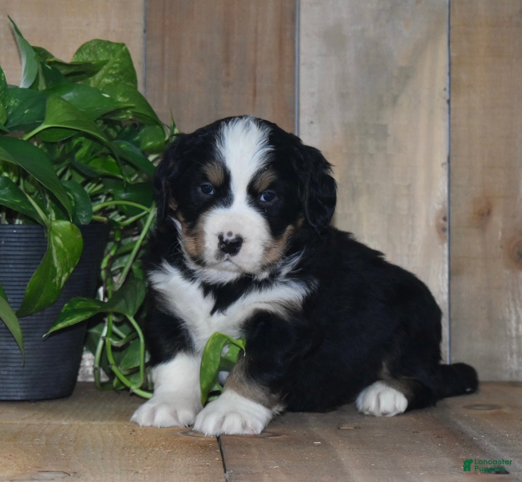 Bernese Mountain Dog dogs Poppy - Ad 42