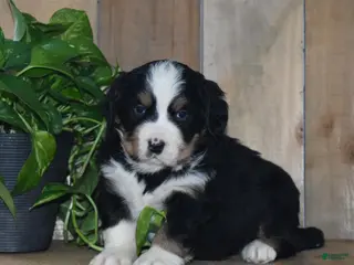 Bernese Mountain Dog dogs Poppy - Ad 42