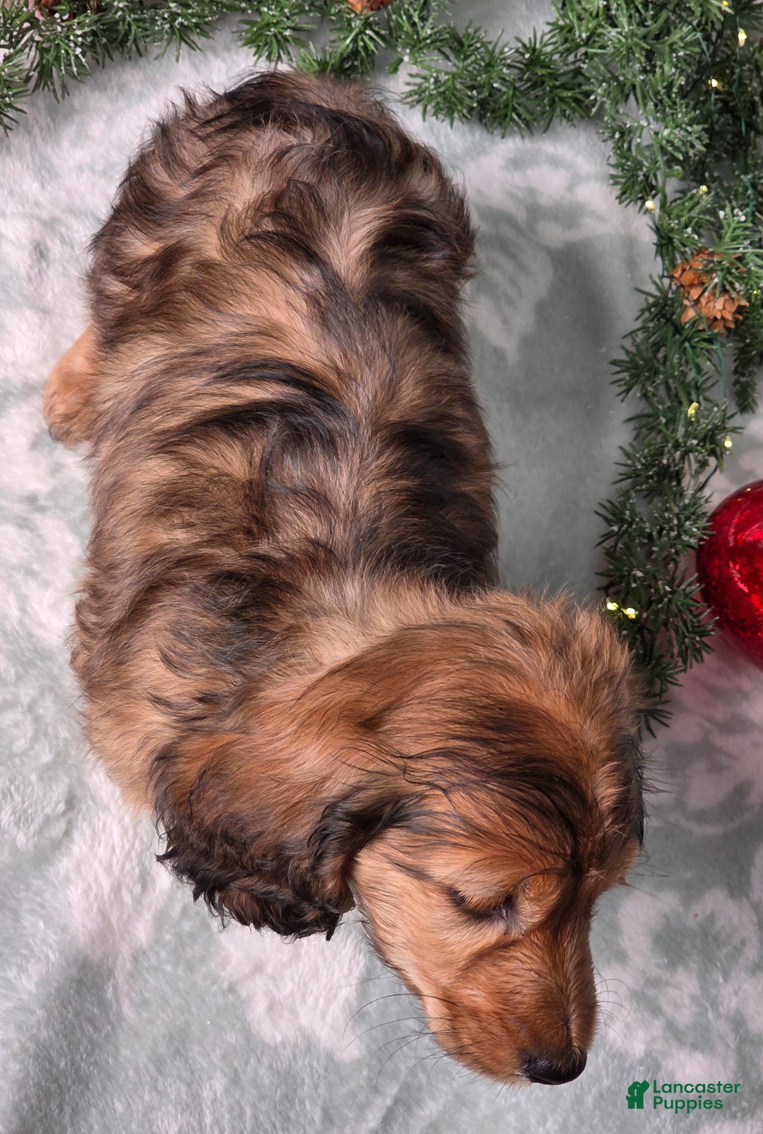 Miniature Dachshund dogs for sale: Shawn - Ad 10