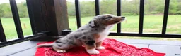 Miniature Australian Shepherd dogs for sale: Grady - Ad 3