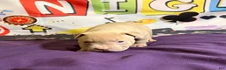American Bully dogs for sale: Twister  - Ad 9