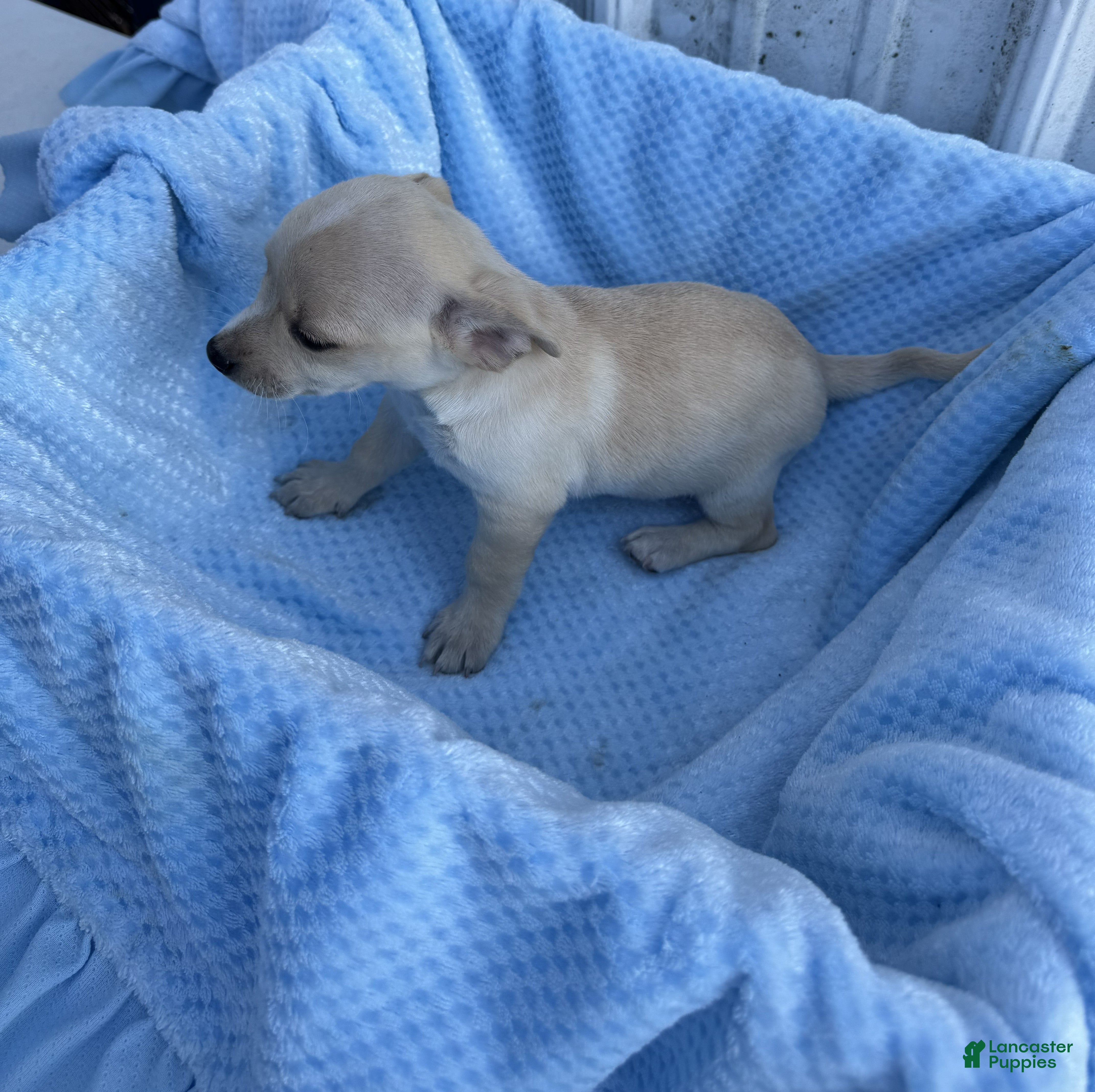 Chihuahua dogs Chihuahua Puppy 3 Rocky - Ad 29