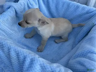 Chihuahua dogs Chihuahua Puppy 3 Rocky - Ad 17