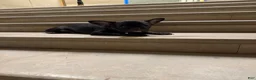 French Bulldog dogs for sale: Hershey  - Ad 6